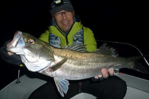 シーバス(スズキ)