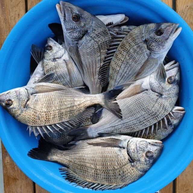 チヌ(クロダイ)