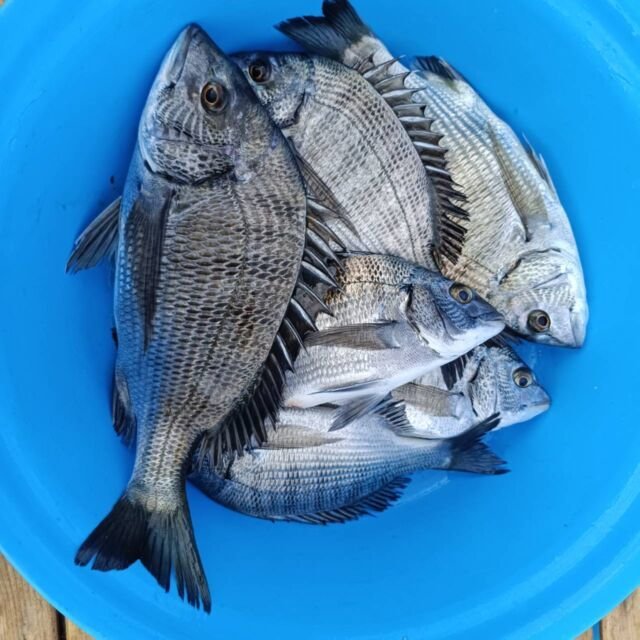 チヌ(クロダイ)