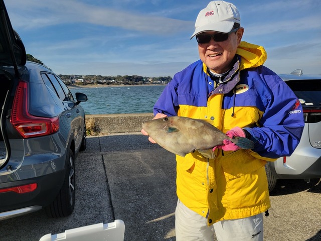 ウマズラハギ(ウマヅラハギ)