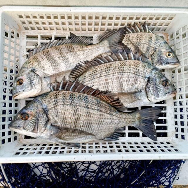 チヌ(クロダイ)