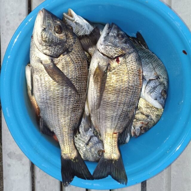 チヌ(クロダイ)