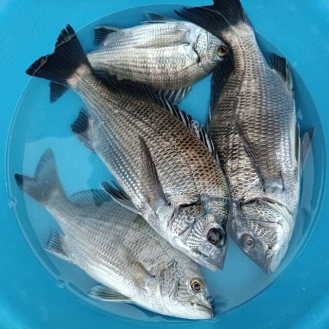 チヌ(クロダイ)