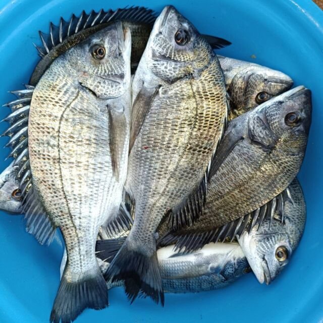 チヌ(クロダイ)