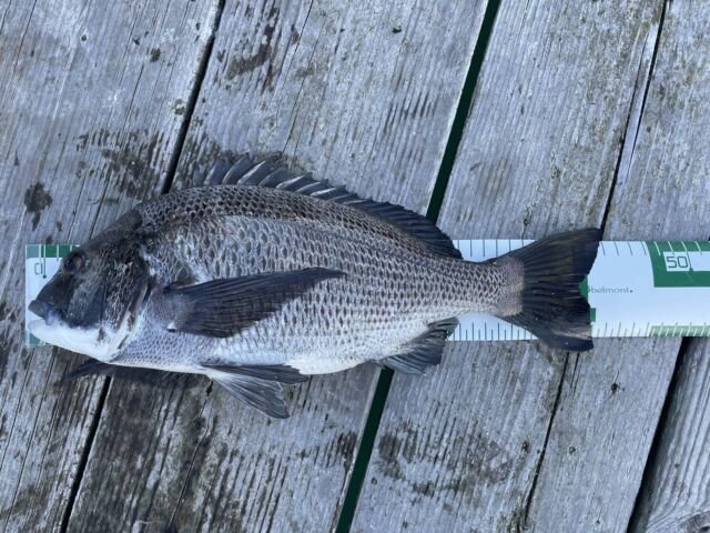 チヌ(クロダイ)