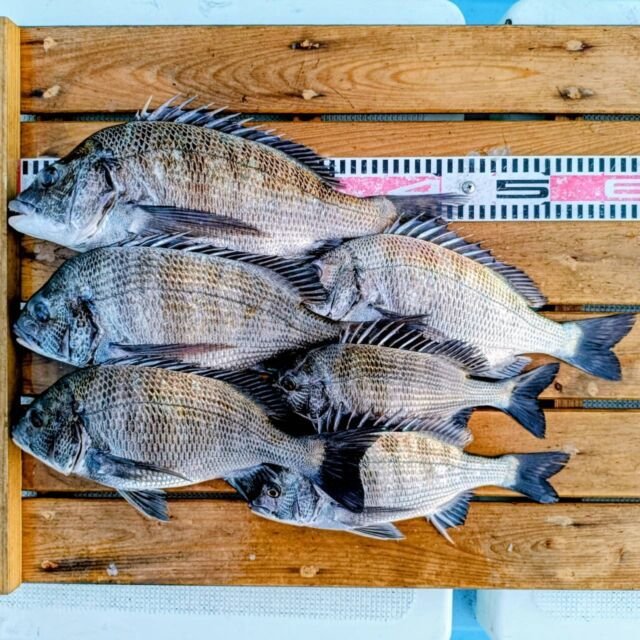 チヌ(クロダイ)