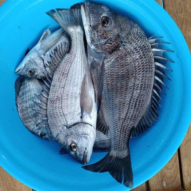 チヌ(クロダイ)