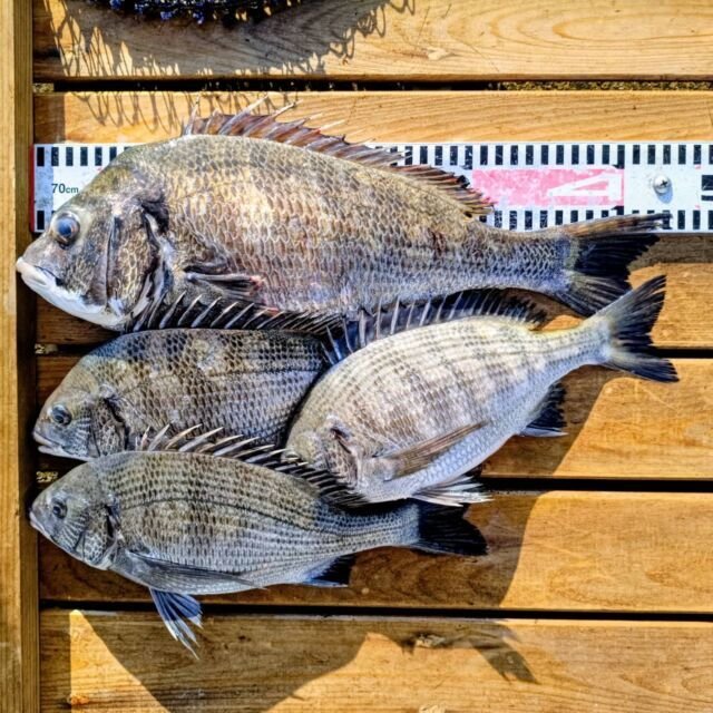 チヌ(クロダイ)