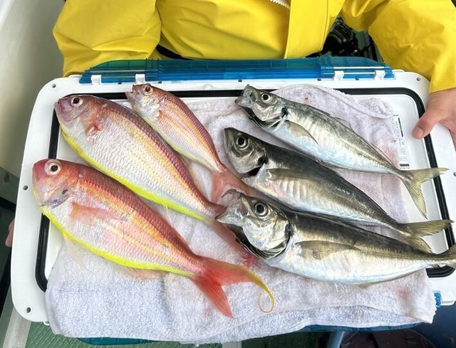 マアジ・イトヨリ(イトヨリダイ)