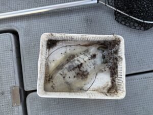 アオリ(アオリイカ)