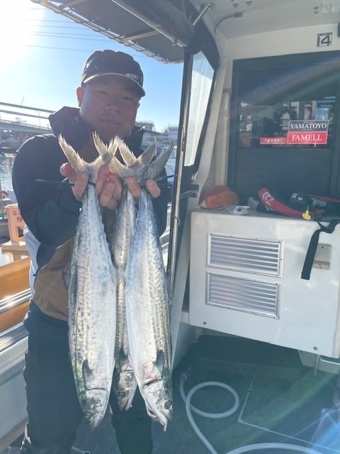 サゴシ(サワラ)