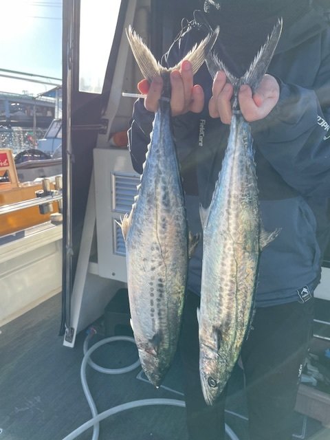 サゴシ(サワラ)