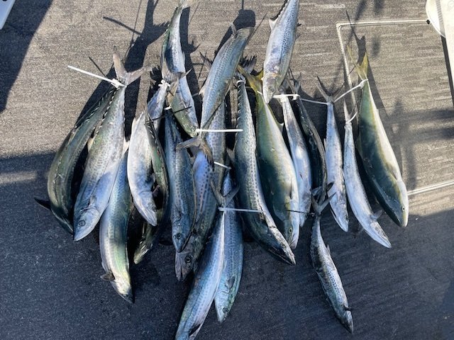 ハマチ(ブリ)・サワラ