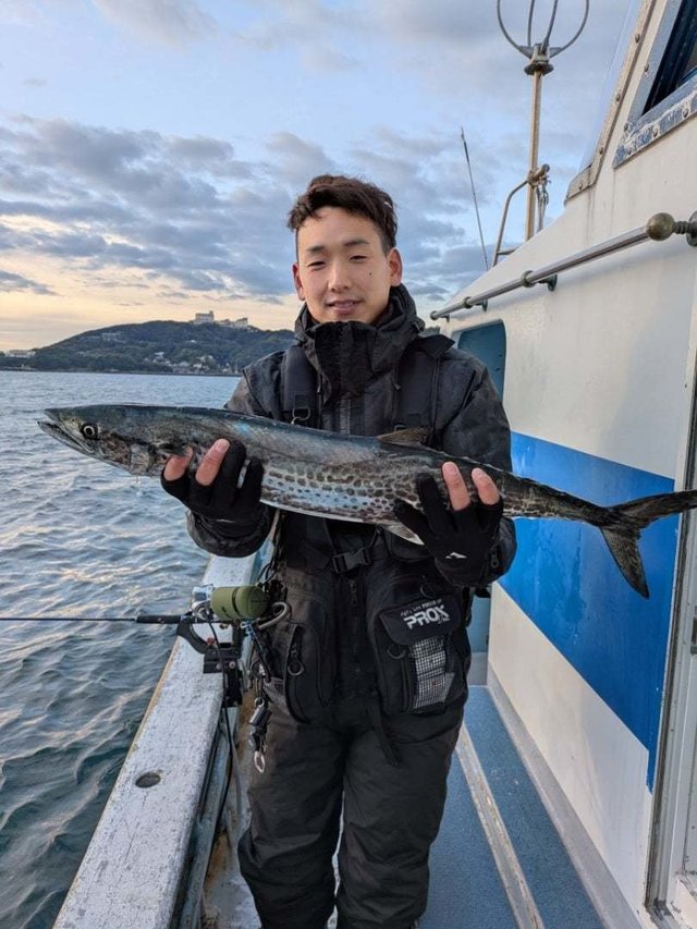 サゴシ(サワラ)