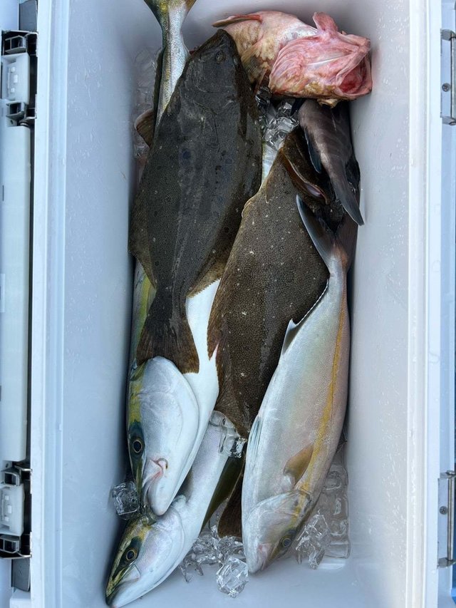 ワラサ(ブリ)・カンパチ・カサゴ・ヒラメ
