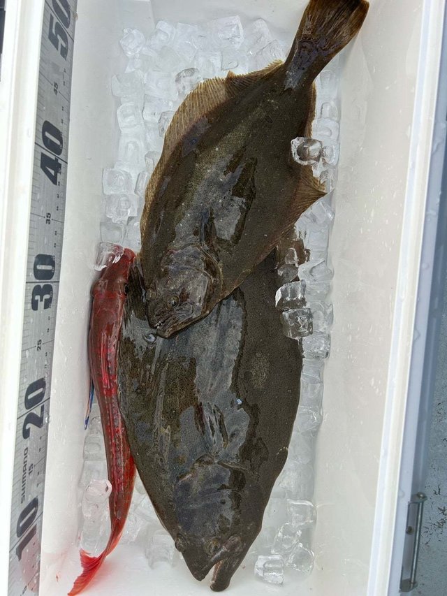 ホウボウ・ヒラメ