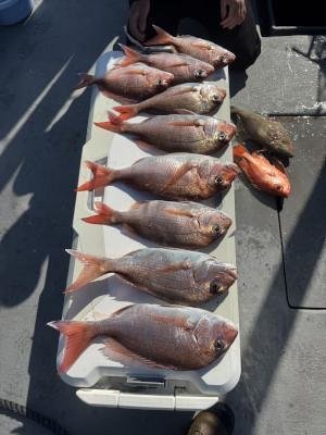 マダイ・ウマヅラ(ウマヅラハギ)・キンメ(キンメダイ)