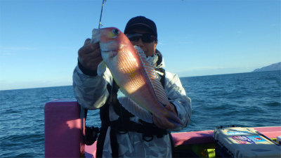 アマダイ(アカアマダイ)