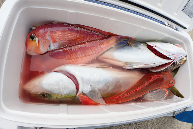 イナダ(ブリ)・アマダイ(アカアマダイ)・ホウボウ