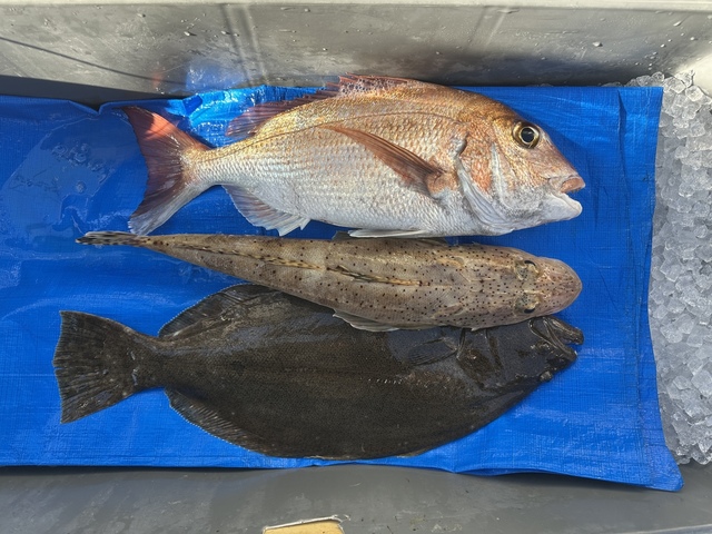 マダイ・マゴチ・ヒラメ