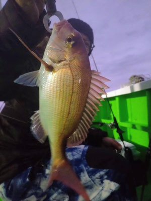 ハナダイ(チダイ)