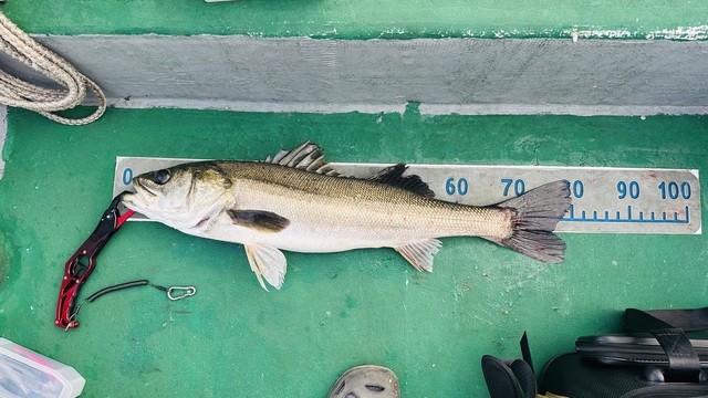 シーバス(スズキ)