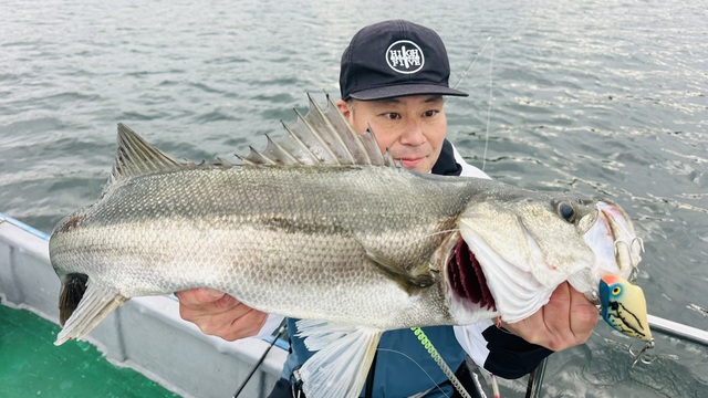 シーバス(スズキ)