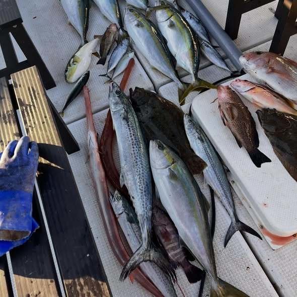 マダイ・マハタ・オオモンハタ・アジ(マアジ)・メジロ(ブリ)・ヨコスジフエダイ・マルソウダ・サワラ・ヒラメ・アカヤガラ