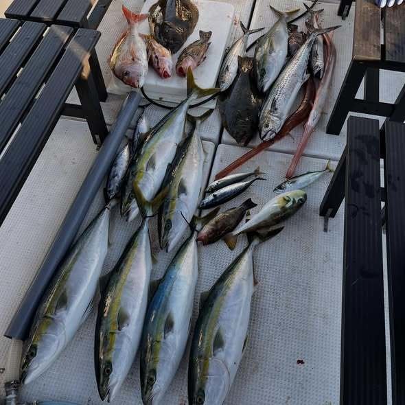 マダイ・マハタ・オオモンハタ・アジ(マアジ)・メジロ(ブリ)・ヨコスジフエダイ・マルソウダ・サワラ・ヒラメ・アカヤガラ