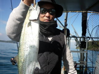 サゴシ(サワラ)