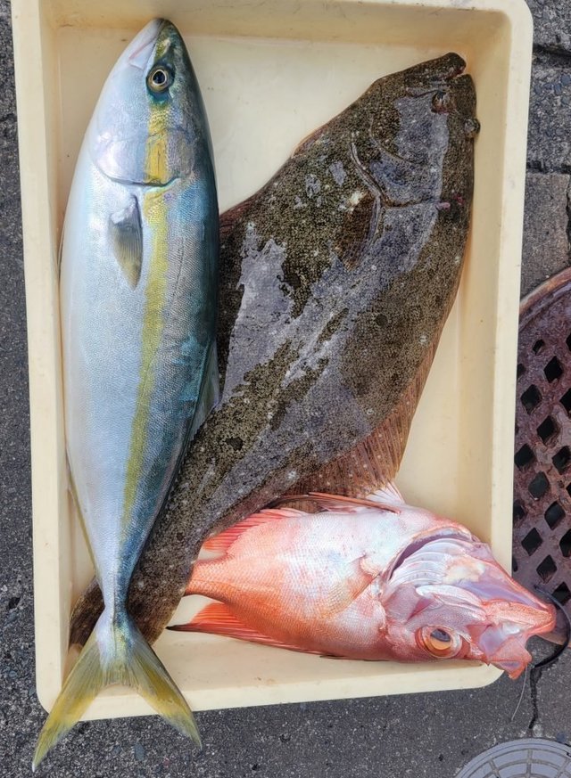 イナダ(ブリ)・チカメキントキ・ヒラメ