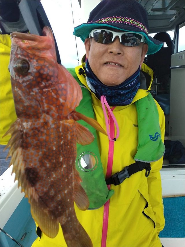 アコウ(キジハタ)