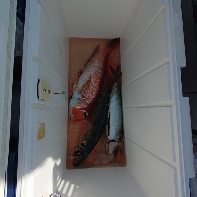 アマダイ(アカアマダイ)