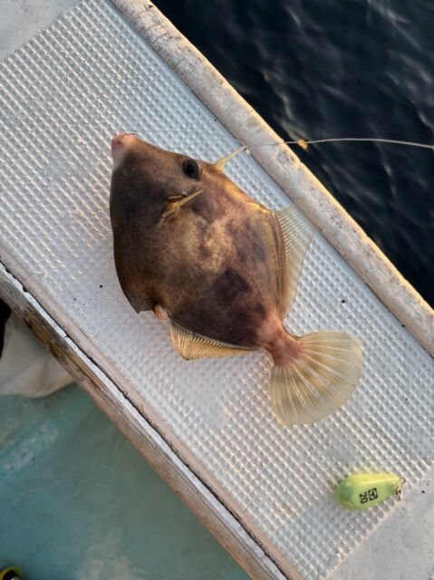 ウマヅラ(ウマヅラハギ)