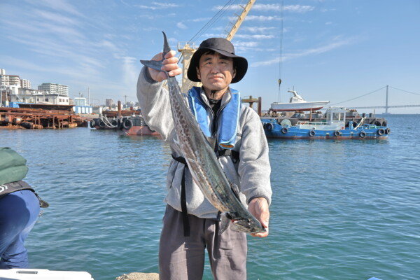 サゴシ(サワラ)