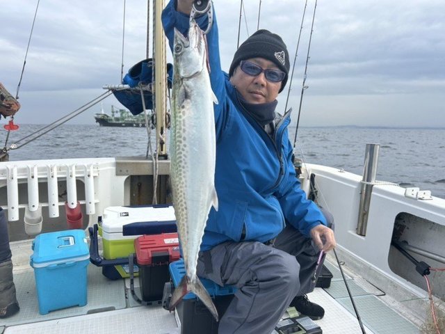 サゴシ(サワラ)