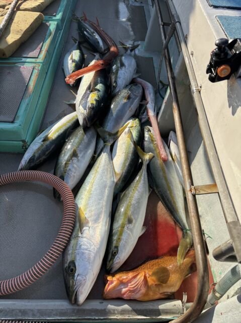 キジハタ・ヤズ(ブリ)・ヒラマサ・アカヤガラ