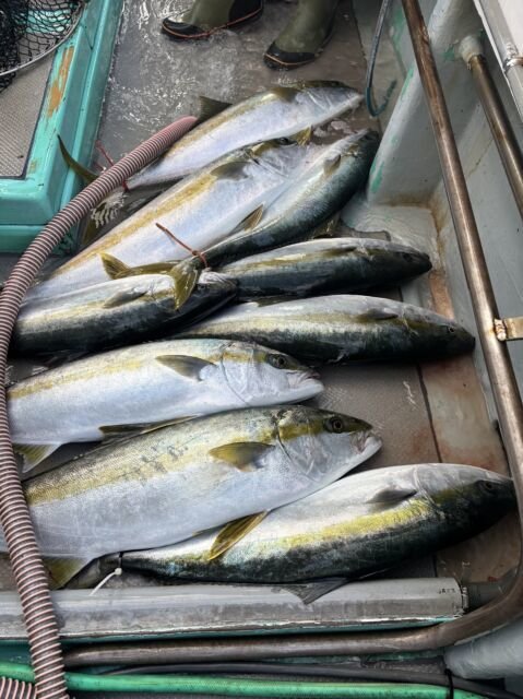 ヒラマサ・ハガツオ・コシナガ