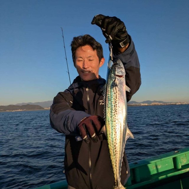 サゴシ(サワラ)