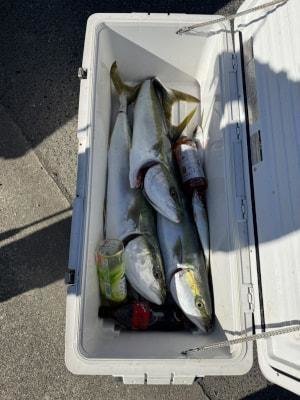 ハマチ(ブリ)・メジロ(ブリ)