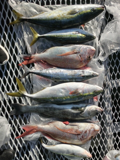 マダイ・シーバス(スズキ)・ハマチ(ブリ)・サゴシ(サワラ)