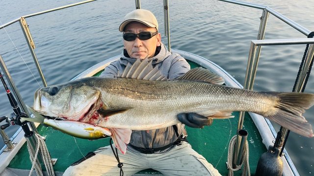 シーバス(スズキ)