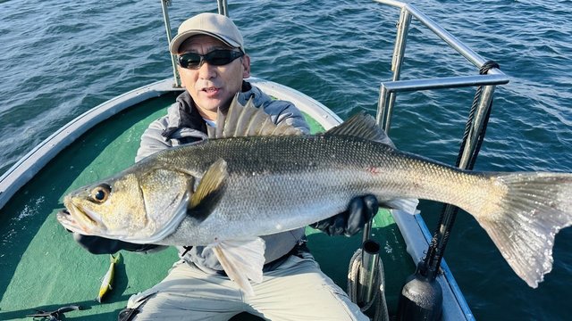 シーバス(スズキ)