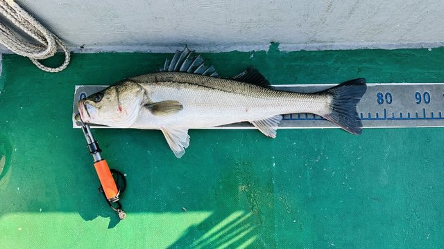 シーバス(スズキ)