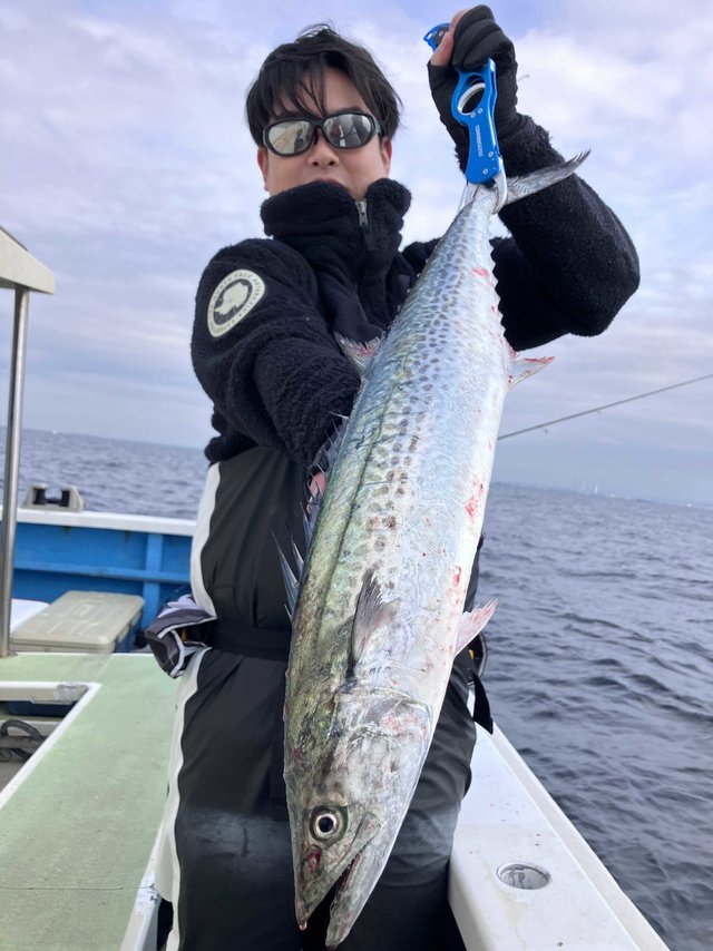 サゴシ(サワラ)