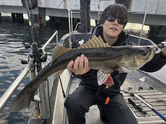 シーバス(スズキ)