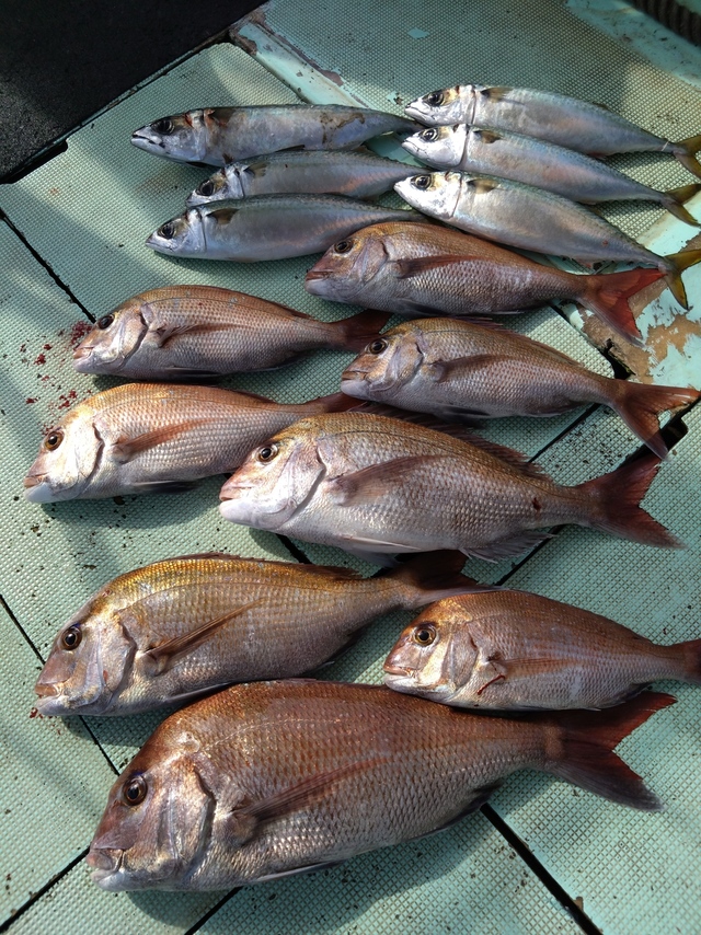 タイ(マダイ)・サバ(マサバ)