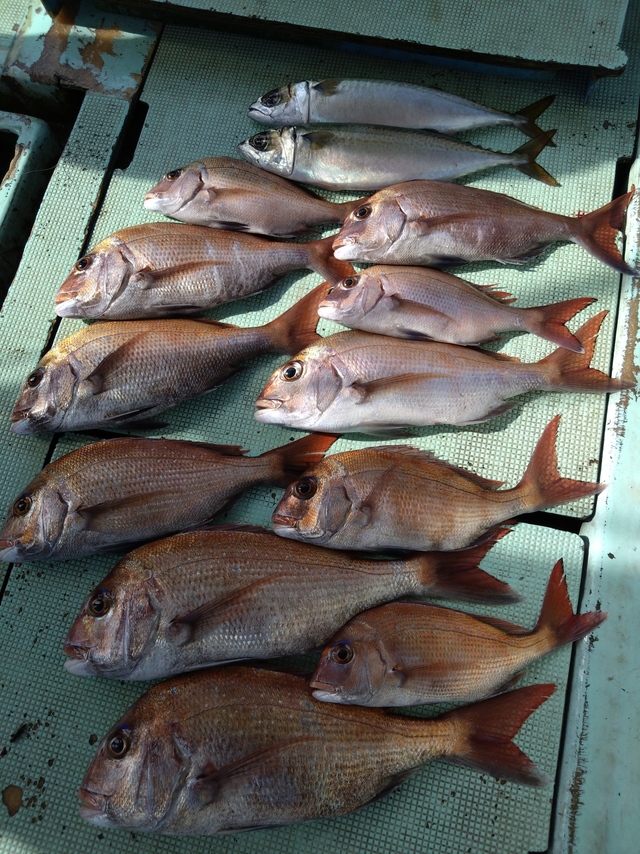 タイ(マダイ)・サバ(マサバ)