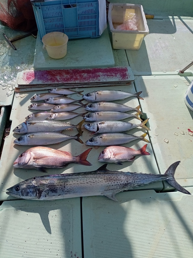 マダイ・マアジ・サバ(マサバ)