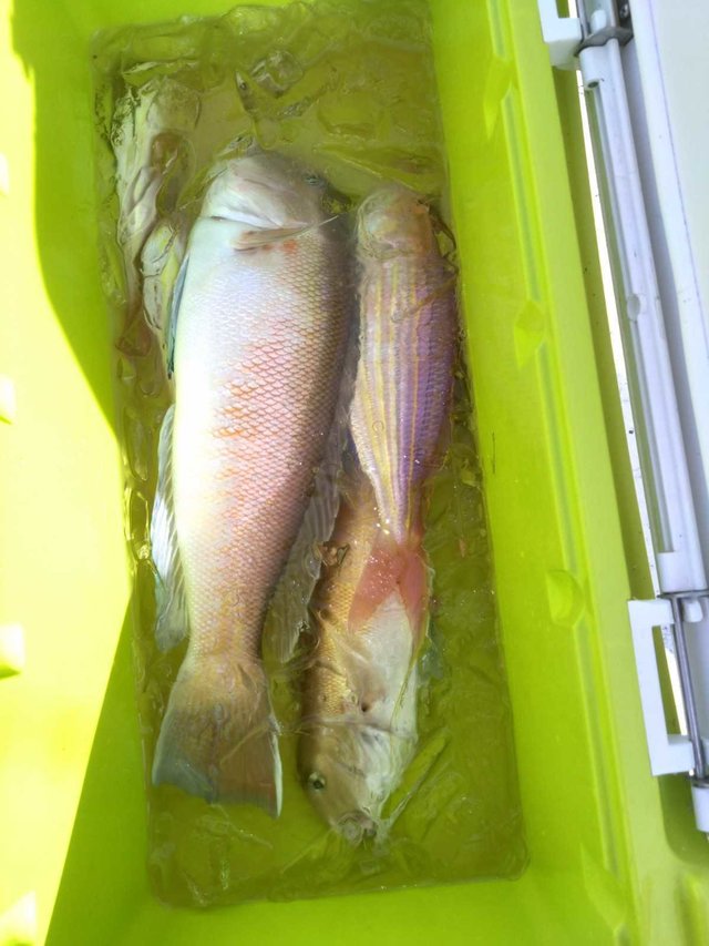 シロアマダイ・イトヨリ(イトヨリダイ)